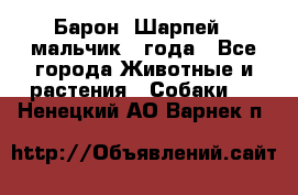 Барон (Шарпей), мальчик 3 года - Все города Животные и растения » Собаки   . Ненецкий АО,Варнек п.